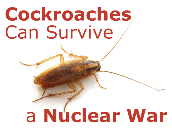 http://www.dontbelievethat.com/wp-content/uploads/2015/12/cockroaches-can-survive-a-nuclear-war.jpg