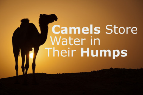 Do Camels Store Water in Their Humps? - Don't Believe That!