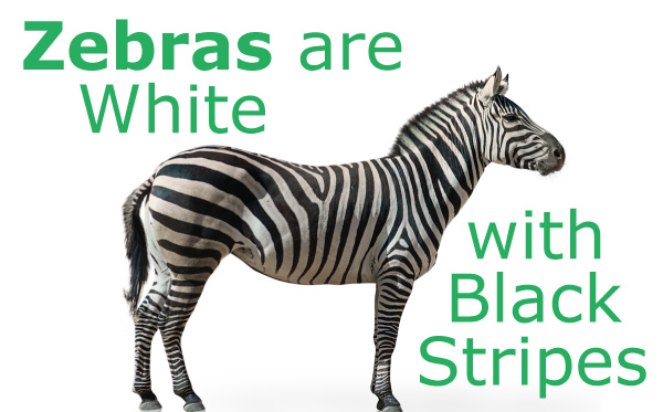 Are Zebras White with Black Stripes? - Don't Believe That!
